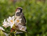 003_Spatz
