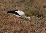 003_Storch