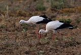 006_Storch
