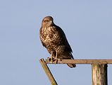 010_Bussard