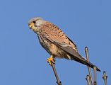 009_Turmfalke
