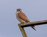 020_Terzel