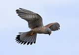 032_Terzel
