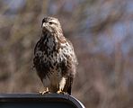 034_Bussard
