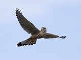 046_Terzel