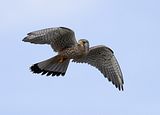 047_Terzel