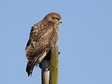 048_Bussard