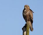 059_Bussard
