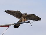 078_Terzel