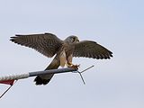 079_Terzel