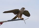 080_Terzel
