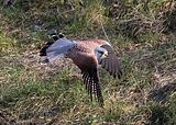084_Terzel