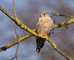 088_Terzel