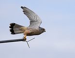 088_Terzel
