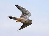 090_Terzel