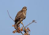 099_Bussard
