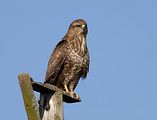 116_Bussard