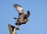 118_Bussard