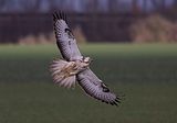 003_Bussard