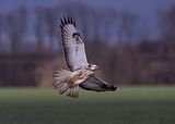005_Bussard