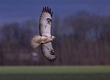 008_Bussard