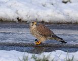 022_Terzel