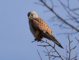 025_Terzel