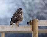 026_Bussard