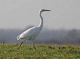 040_Silberreiher