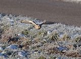 042_Terzel