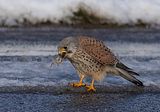 045_Terzel