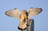 047_Terzel
