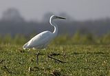 048_Silberreiher