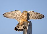 048_Terzel