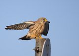 049_Terzel