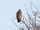 060_Bussard