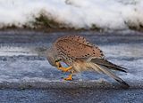 074_Terzel