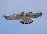 087_Terzel