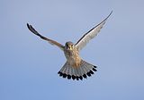088_Terzel