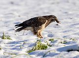 089_Bussard
