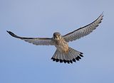 089_Terzel