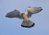 090_Terzel