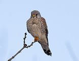 091_Terzel