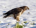 092_Bussard