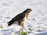 096_Bussard
