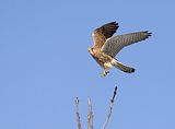100_Turmfalke