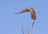 101_Turmfalke