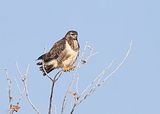 105_Bussard
