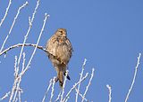 115_Turmfalke
