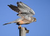 152_Terzel